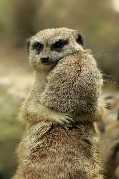 Framed Print : Meerkat (Suricata suricatta) adult pair, hugging (captive)
