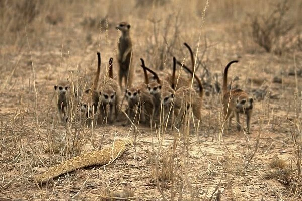 Meerkat (Suricata suricatta) adults, group mobbing Puff Adder (Bitis arietans), Kalahari Meerkat Project, Kuruman River Reserve, Kalahari Desert, Northern Cape, South Africa