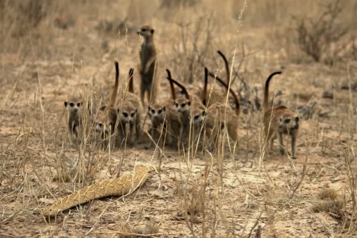 Framed Print : Meerkat (Suricata suricatta) adults, group mobbing Puff Adder (Bitis arietans), Kalahari Meerkat Project, Kuruman River Reserve, Kalahari Desert, Northern Cape, South Africa Framed Print : Meerkat (Suricata suricatta) adults, group mobbing Puff Adder (Bitis arietans), Kalahari Meerkat Project, Kuruman River Reserve, Kalahari Desert, Northern Cape, South Africa