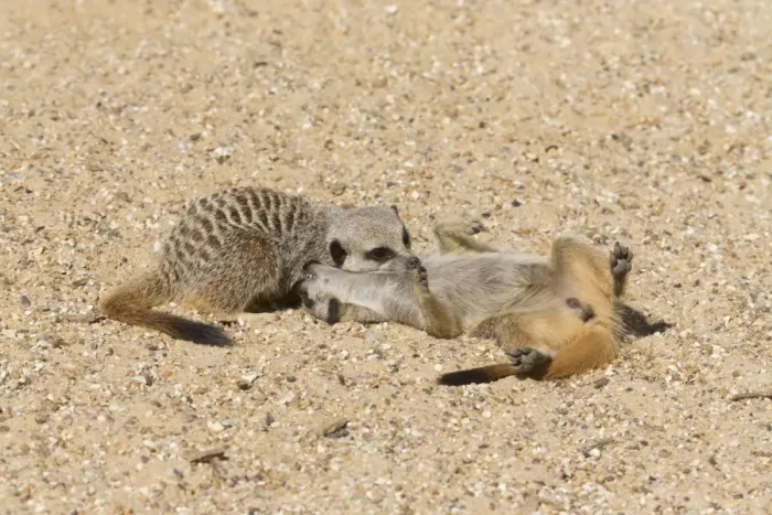 Framed Print : Meerkat (Suricata suricatta) two adults, playfighting on sand (captive) Framed Print : Meerkat (Suricata suricatta) two adults, playfighting on sand (captive)