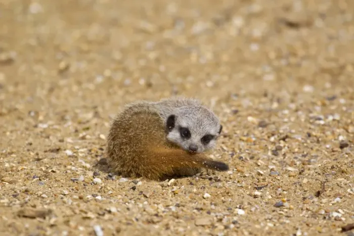 Framed Print : Meerkat (Suricata suricatta) baby, resting on sand (captive) Framed Print : Meerkat (Suricata suricatta) baby, resting on sand (captive)