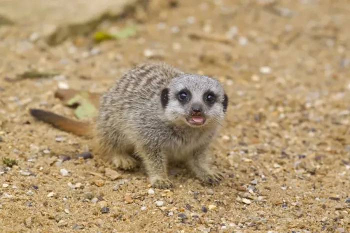 Framed Print : Meerkat (Suricata suricatta) baby, with tongue out, standing on sand (captive) Framed Print : Meerkat (Suricata suricatta) baby, with tongue out, standing on sand (captive)