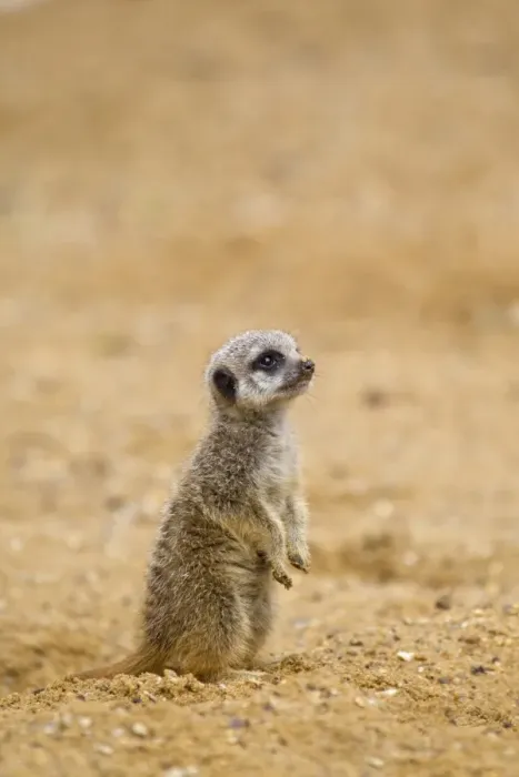 Framed Print : Meerkat (Suricata suricatta) baby, sitting upright on sand (captive) Framed Print : Meerkat (Suricata suricatta) baby, sitting upright on sand (captive)