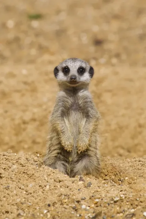 Framed Print : Meerkat (Suricata suricatta) baby, sitting on sand, with sandy paws from digging (captive) Framed Print : Meerkat (Suricata suricatta) baby, sitting on sand, with sandy paws from digging (captive)