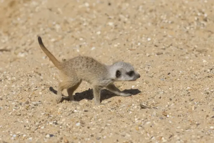 Framed Print : Meerkat (Suricata suricatta) baby, walking on sand (captive) Framed Print : Meerkat (Suricata suricatta) baby, walking on sand (captive)