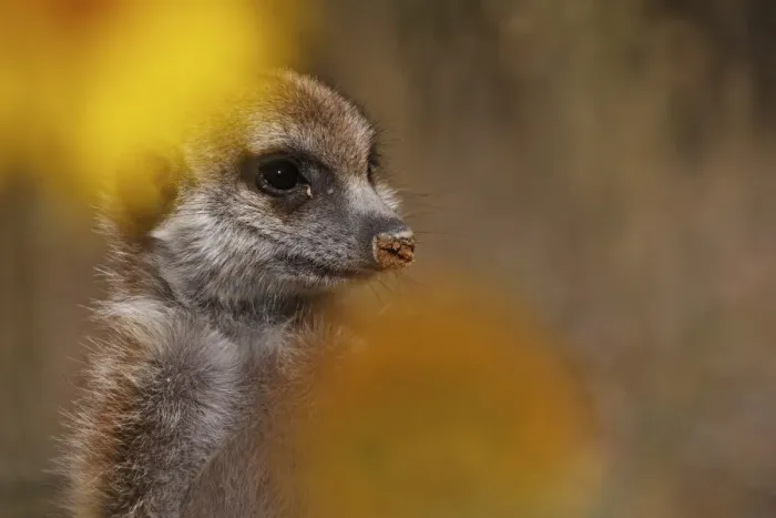 Framed Print : Meerkat (Suricata suricatta) juvenile, close-up of head, Kalahari Meerkat Project, Kuruman River Reserve, Kalahari Desert, Northern Cape, South Africa Framed Print : Meerkat (Suricata suricatta) juvenile, close-up of head, Kalahari Meerkat Project, Kuruman River Reserve, Kalahari Desert, Northern Cape, South Africa