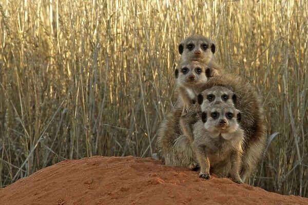 Meerkat (Suricata suricatta) four juveniles, huddled together at burrow entrance, Kalahari Meerkat Project