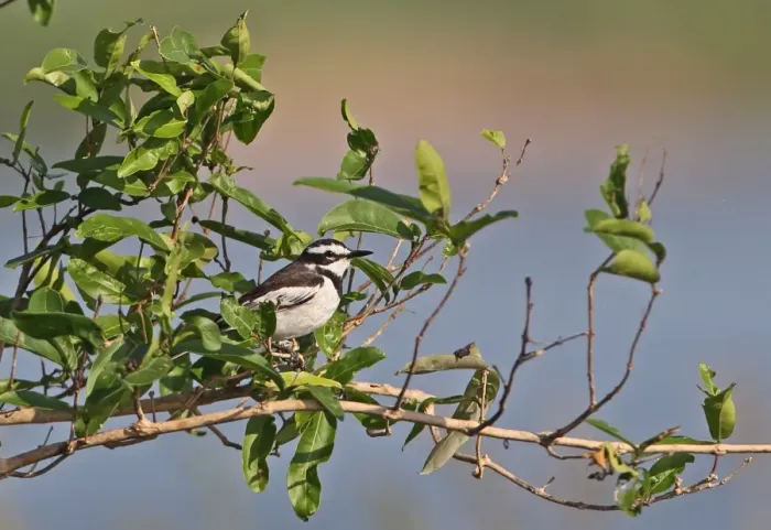 Framed Print : Mekong Wagtail (Motacilla samveasnae) adult male, perched in bush, Mekong River, Kratie, Cambodia, January