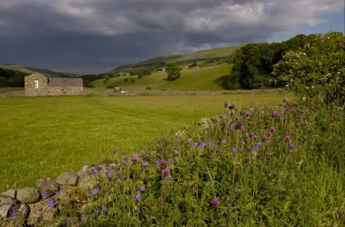 Framed Print : Melancholy Thistle (Cirsium heterophyllum) and Meadow Cranesbill (Geranium pratense) flowering