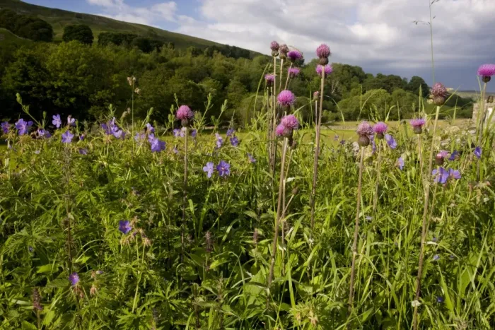 Framed Print : Melancholy Thistle (Cirsium heterophyllum) and Meadow Cranesbill (Geranium pratense) flowering, growing on roadside Framed Print : Melancholy Thistle (Cirsium heterophyllum) and Meadow Cranesbill (Geranium pratense) flowering, growing on roadside