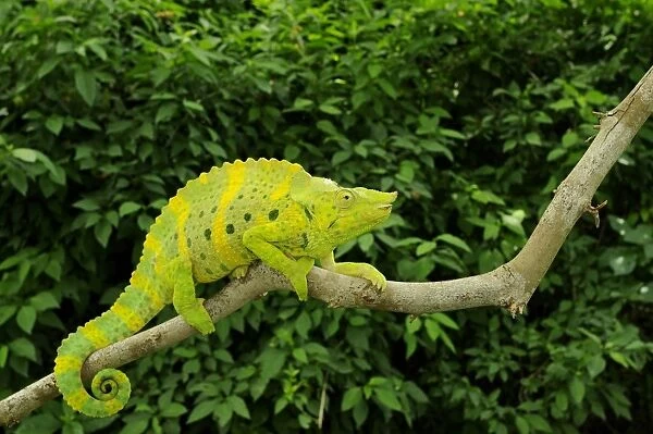 Mellers Giant Chameleon (Trioceros melleri) adult, climbing on branch, Tanzania