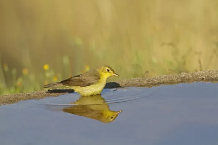Framed Print : Melodious Warbler (Hippolais polyglotta) adult, drinking at pool with reflection, Spain, june Framed Print : Melodious Warbler (Hippolais polyglotta) adult, drinking at pool with reflection, Spain, june