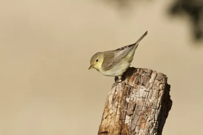 Framed Print : Melodious Warbler (Hippolais polyglotta) juvenile, perched on fencepost, Castilla y Leon, Spain, September Framed Print : Melodious Warbler (Hippolais polyglotta) juvenile, perched on fencepost, Castilla y Leon, Spain, September