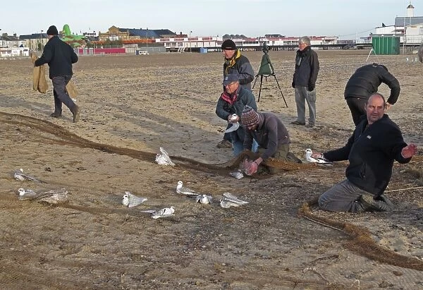 Men removing Mediterranean Gull (Larus melanocephalus), Herring Gull (Larus argentatus)
