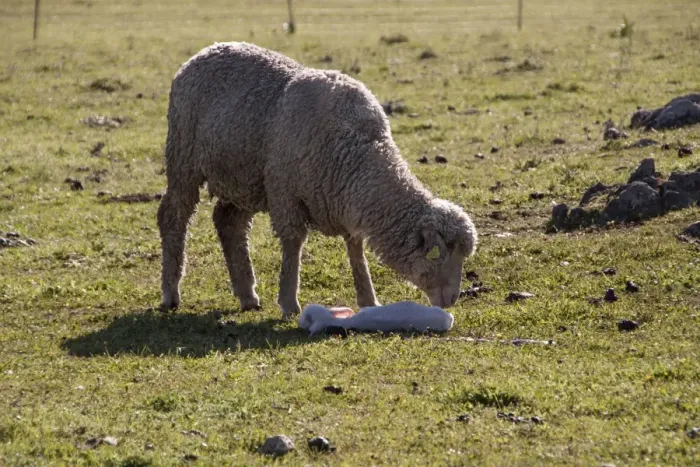 Framed Print : Merino ewe with newly born lamb, note the ear tag Framed Print : Merino ewe with newly born lamb, note the ear tag