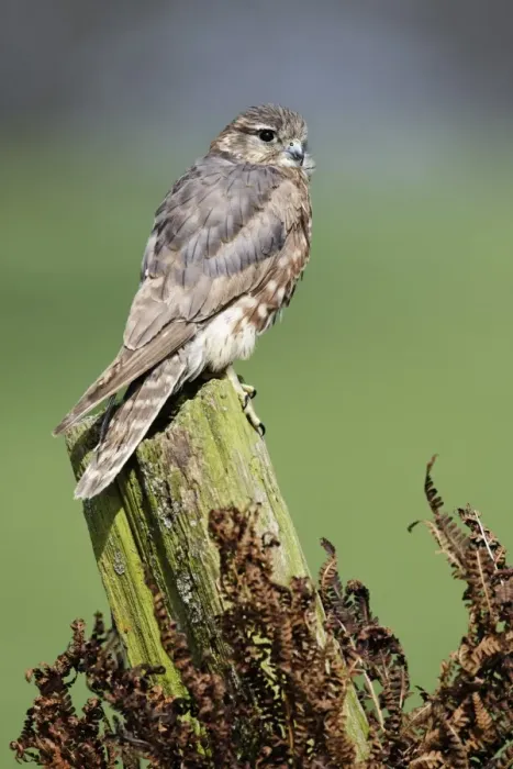 Framed Print : Merlin (Falco columbarius) adult female, perched on post, England, april (captive) Framed Print : Merlin (Falco columbarius) adult female, perched on post, England, april (captive)