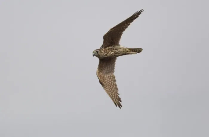 Framed Print : Merlin (Falco columbarius) adult female, in flight, Peak District, Derbyshire, England, october Framed Print : Merlin (Falco columbarius) adult female, in flight, Peak District, Derbyshire, England, october
