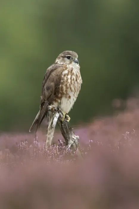 Framed Print : Merlin (Falco columbarius) adult female, perched on stump amongst flowering heather on moorland, Peak District, Derbyshire, England, october Framed Print : Merlin (Falco columbarius) adult female, perched on stump amongst flowering heather on moorland, Peak District, Derbyshire, England, october