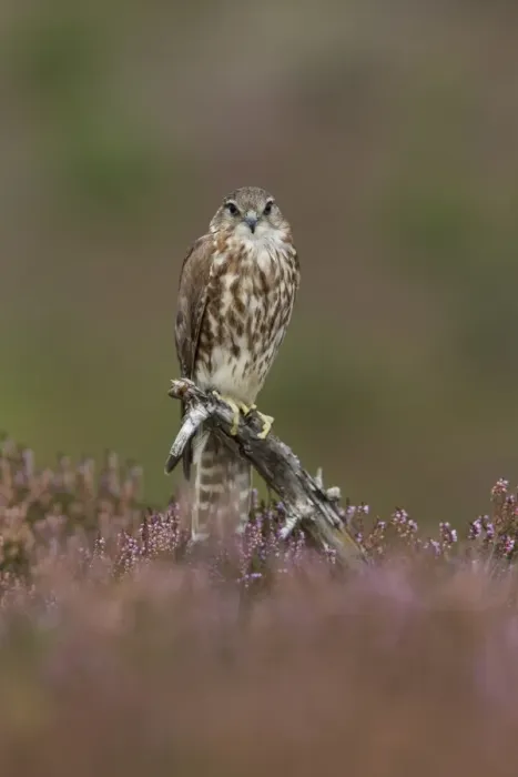 Framed Print : Merlin (Falco columbarius) adult female, perched on stump amongst flowering heather on moorland, Peak District Framed Print : Merlin (Falco columbarius) adult female, perched on stump amongst flowering heather on moorland, Peak District