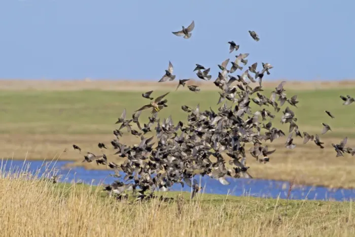Framed Print : Merlin (Falco columbarius) immature, hunting, chasing Common Starling (Sturnus vulgaris) flock, in flight, Norfolk