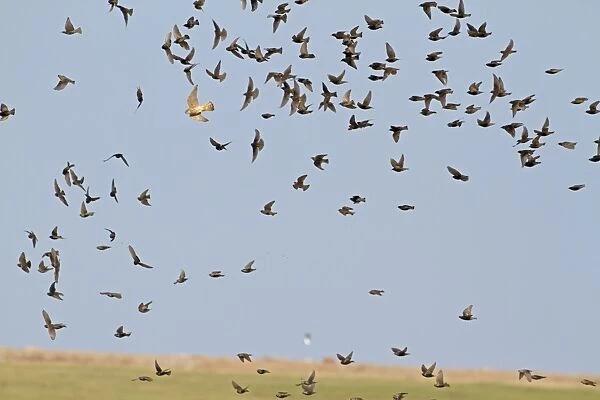 Merlin (Falco columbarius) immature, hunting, chasing Common Starling (Sturnus vulgaris) flock, in flight, Norfolk