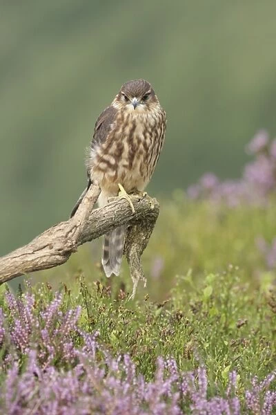 Merlin (Falco columbarius) immature male, first year plumage, perched on dead branch above bilberry
