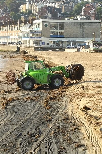 Merlo loader clearing seaweed from sandy beach of seaside town, Swanage, Isle of Purbeck, Dorset, England, august