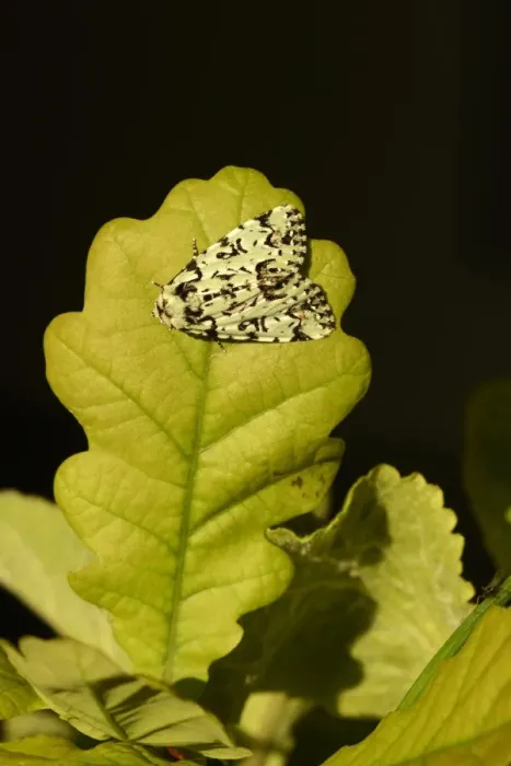 Framed Print : Merveille-du-Jour (Dichonia aprilina) adult, resting on oak leaf, Oxfordshire, England, May Framed Print : Merveille-du-Jour (Dichonia aprilina) adult, resting on oak leaf, Oxfordshire, England, May