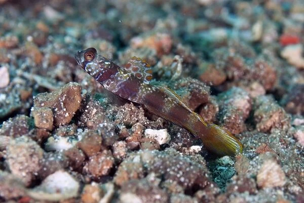 Metallic Shrimpgoby (Amblyeleotris latifasciata) adult, with dorsal fin extended, resting on sand, Lembeh Straits