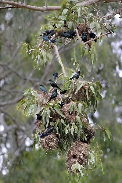 Metallic Starling (Aplonis metallica) adults, at nests in nesting colony on eucalyptus tree, Kingfisher Park