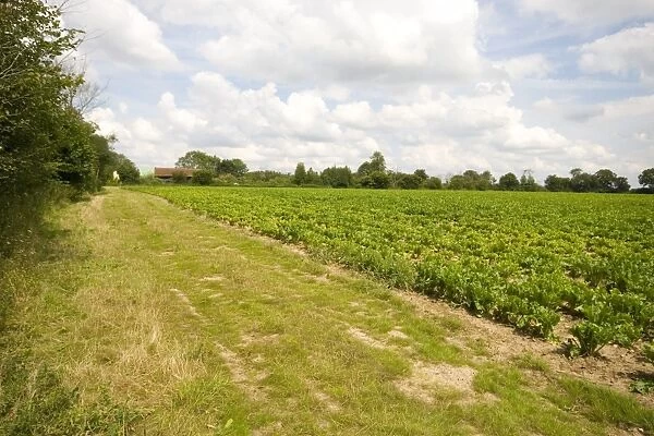 Six meter set a side strip on Suffolk farmland