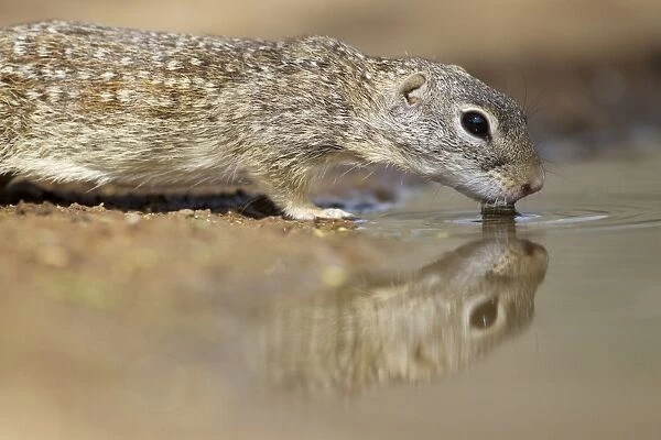 Mexican Ground Squirrel (Ictidomys mexicanus) adult, drinking at pool, South Texas, U. S. A. april