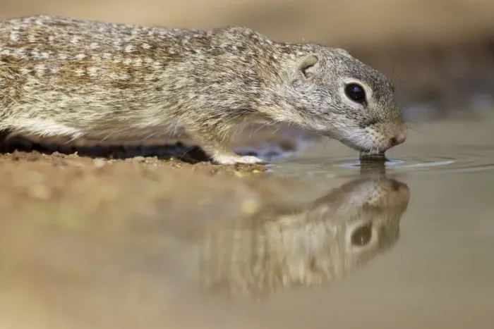 Framed Print : Mexican Ground Squirrel (Ictidomys mexicanus) adult, drinking at pool, South Texas, U. S. A. april Framed Print : Mexican Ground Squirrel (Ictidomys mexicanus) adult, drinking at pool, South Texas, U. S. A. april