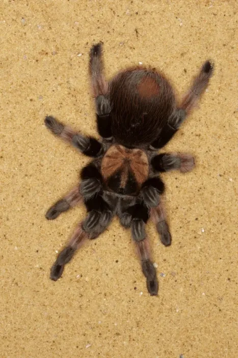 Framed Print : Mexican Redleg Tarantula (Brachypelma emilia) adult, on sand (captive) Framed Print : Mexican Redleg Tarantula (Brachypelma emilia) adult, on sand (captive)