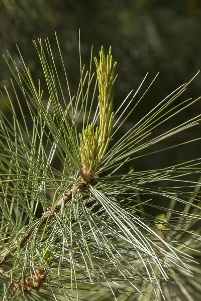 Mexican White Pine leaf