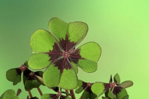 Mexican Wood-sorrel (Oxalis tetraphylla) Iron Cross variety, close-up of leaves, Ellerstadt, Rhineland-Palatinate