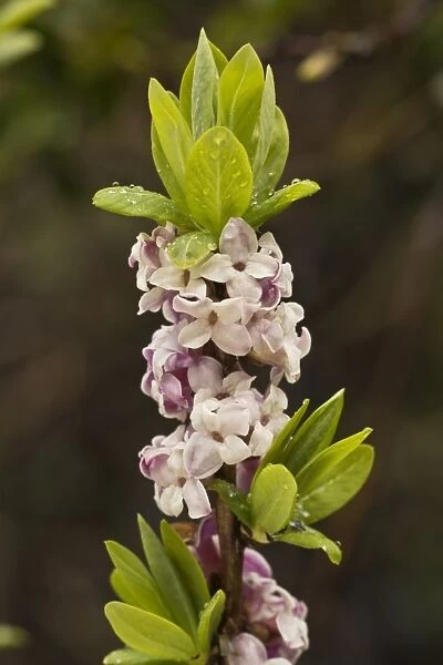 Mezereon (Daphne mezereum) close-up of flowers, French Pyrenees, France, May