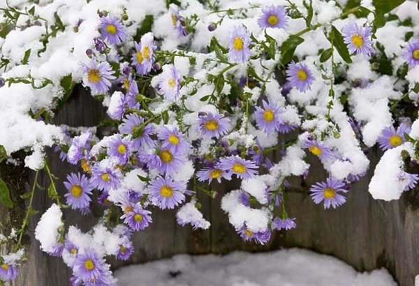 Michaelmas Daisy (Aster x versicolor) flowering, covered with snow, Romania, october