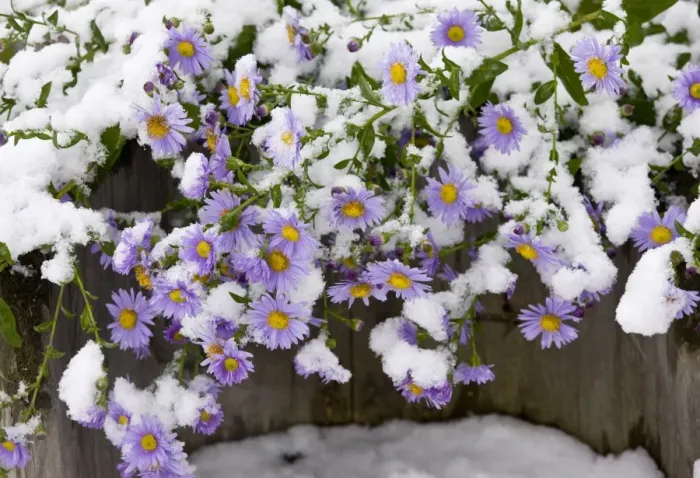 Framed Print : Michaelmas Daisy (Aster x versicolor) flowering, covered with snow, Romania, october Framed Print : Michaelmas Daisy (Aster x versicolor) flowering, covered with snow, Romania, october