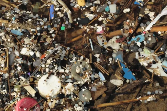 Framed Print : Micro plastics in pool, tiny nurdles and plastic debris in rockpool, Gower Peninsula, West Glamorgan, Wales, March