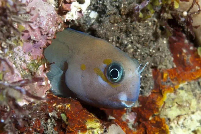 Framed Print : Midas Blenny (Ecsenius midas) adult, in hole on reef, Seraya, Bali, Lesser Sunda Islands, Indonesia, April Framed Print : Midas Blenny (Ecsenius midas) adult, in hole on reef, Seraya, Bali, Lesser Sunda Islands, Indonesia, April