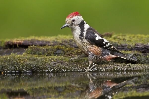 Middle Spotted Woodpecker (Dendrocopos medius) adult, bathing at pool in woodland, Debrecen, Hungary, April