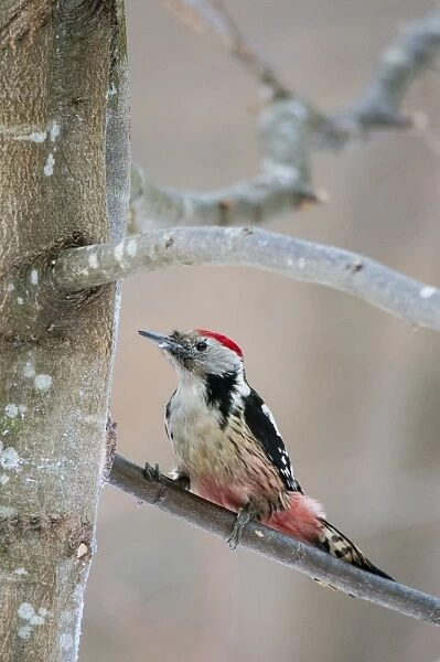 Middle Spotted Woodpecker (Dendrocopos medius) adult, clinging to branch, Bialowieza N. P