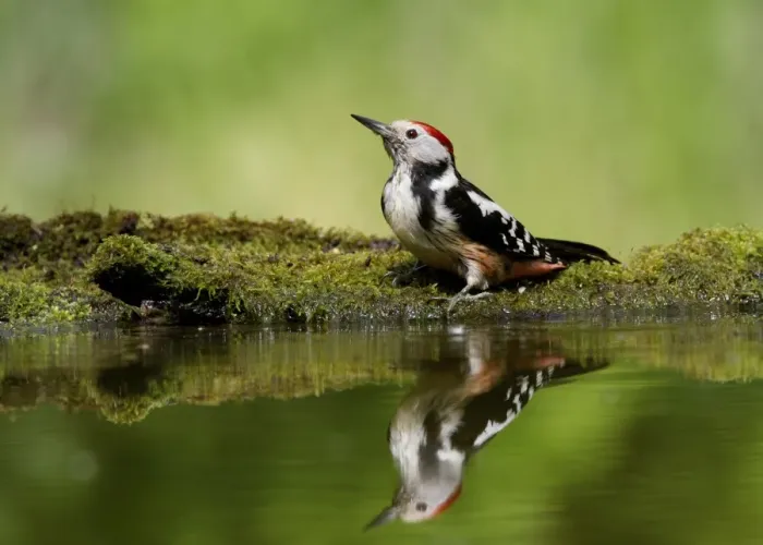 Framed Print : Middle Spotted Woodpecker (Dendrocopos medius) adult, drinking at pool in woodland, Hortobagy N. P. Hungary, April