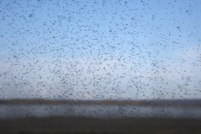 Framed Print : Midge (Tanytarsus gracilentus) adults, swarm in flight, Lake Myvatn, Iceland, June Framed Print : Midge (Tanytarsus gracilentus) adults, swarm in flight, Lake Myvatn, Iceland, June