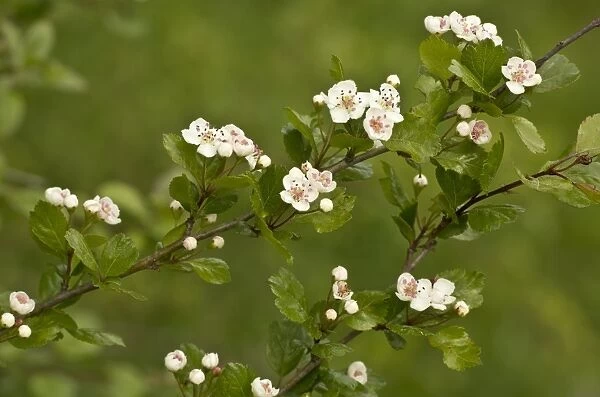 Midland Hawthorn (Crataegus laevigata) close-up of leaves and flowers, Vercors, French Alps, France, May