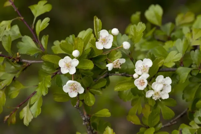 Framed Print : Midland Hawthorn (Crataegus laevigata) close-up of flowers, growing in ancient woodland, Italy, april Framed Print : Midland Hawthorn (Crataegus laevigata) close-up of flowers, growing in ancient woodland, Italy, april
