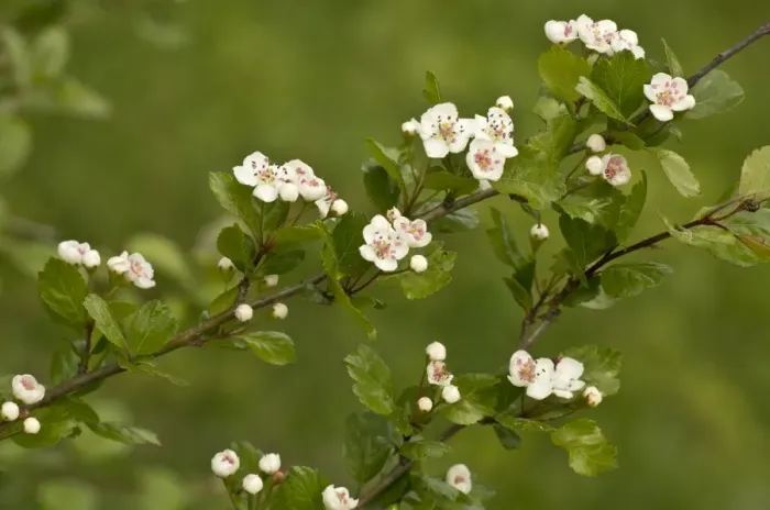 Framed Print : Midland Hawthorn (Crataegus laevigata) close-up of leaves and flowers, Vercors, French Alps, France, May Framed Print : Midland Hawthorn (Crataegus laevigata) close-up of leaves and flowers, Vercors, French Alps, France, May