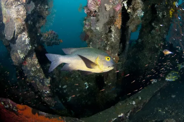 Framed Print : Midnight Snapper (Macolor macularis) adult, swimming at shipwreck, USAT Liberty