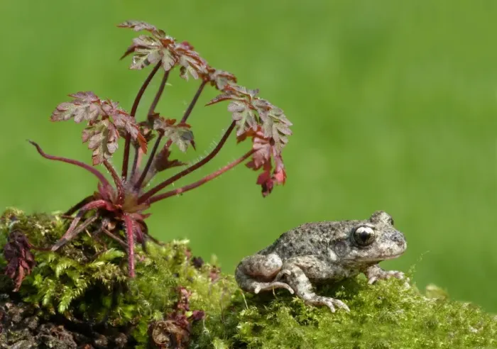 Framed Print : Midwife Toad (Alytes obstetricans) adult male, sitting on moss Framed Print : Midwife Toad (Alytes obstetricans) adult male, sitting on moss